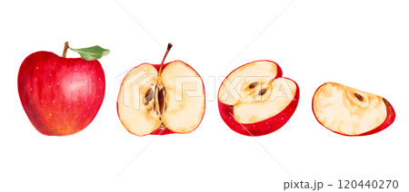 Fruit set of red apples. Healthy food. Botanical illustration with watercolor and markers. Hand drawn isolated art. Food clip art for food packaging design, menu and juices. Harvesting, production. 120440270