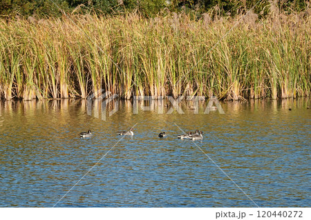 晴れ渡った秋の谷津干潟（千葉県習志野市） 120440272