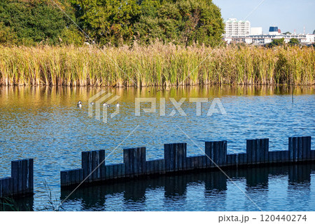 晴れ渡った秋の谷津干潟（千葉県習志野市） 120440274