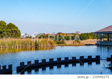 晴れ渡った秋の谷津干潟公園（千葉県習志野市） 120440275
