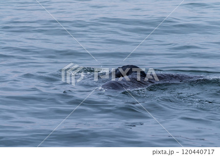 Whale surfacing in Walvis Bay Whale surfacing in Walvis Bay 120440717