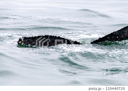 Whale surfacing in Walvis Bay 120440720