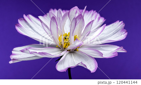 Delicate Cosmos flowers Blooms purple background 120441144