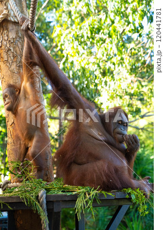 オランウータンの親子 インドネシア・バリ島 オランウータンの親子 インドネシア・バリ島 120441781