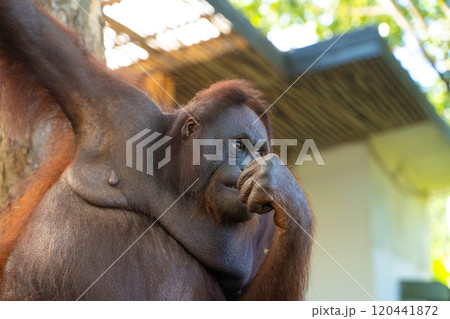 オラウータンの様子 インドネシア・バリ島 オラウータンの様子 インドネシア・バリ島 120441872