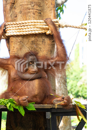 オラウータンの様子　インドネシア・バリ島 120441875