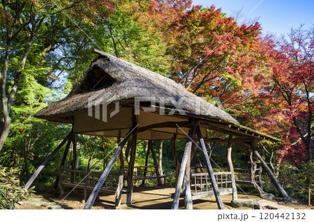 東京都　六義園（りくぎえん）　つつじ茶屋の紅葉　特別名勝 120442132