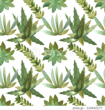Succulents: seamless watercolor pattern on a white background for wrapping paper and print on fabric, home textiles. Home gardening, hobby. 120442277