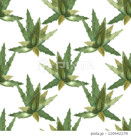 Aloe. Succulents: seamless watercolor pattern on a white background for wrapping paper and print on fabric, home textiles. Home gardening, hobby. 120442279
