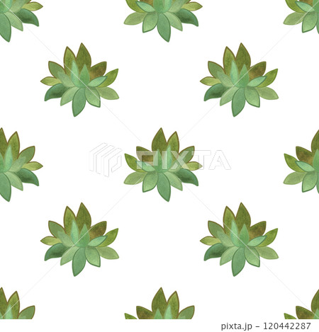 Succulents: seamless watercolor pattern on a white background for wrapping paper and print on fabric, home textiles. Home gardening, hobby. Succulents: seamless watercolor pattern on a white background for wrapping paper and print on fabric, home textiles. Home gardening, hobby. 120442287
