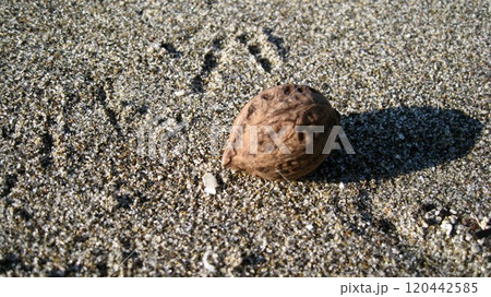砂浜に打ち上げられたクルミ 砂浜に打ち上げられたクルミ 120442585
