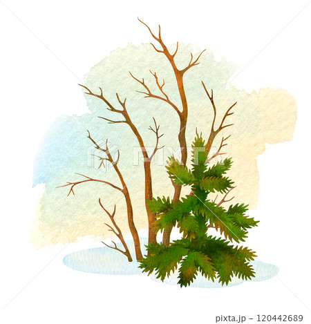 Simple winter or fall scenery. Nature composition of hand painted small spruce tree and leafless bush on isolated watercolor spot background for postcard or cover design. Good for textile decorating 120442689