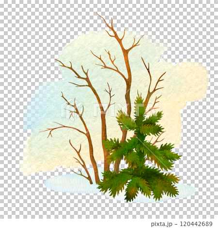 Simple winter or fall scenery. Nature composition of hand painted small spruce tree and leafless bush on isolated watercolor spot background for postcard or cover design. Good for textile decorating 120442689