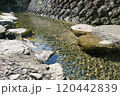 ぶつぶつ川（和歌山） 120442839