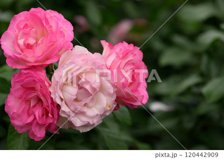 石橋文化センターのバラ園 石橋文化センターのバラ園 120442909