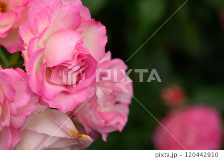 石橋文化センターのバラ園 120442910