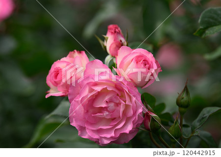 石橋文化センターのバラ園 石橋文化センターのバラ園 120442915