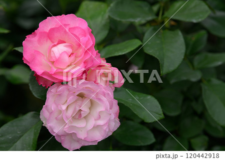 石橋文化センターのバラ園 石橋文化センターのバラ園 120442918