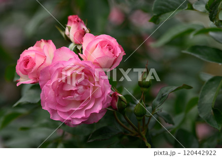 石橋文化センターのバラ園 石橋文化センターのバラ園 120442922