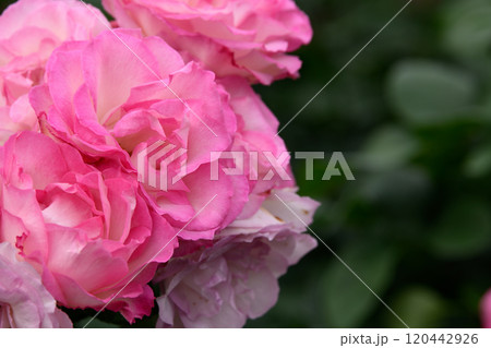 石橋文化センターのバラ園 石橋文化センターのバラ園 120442926