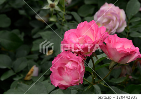 石橋文化センターのバラ園 石橋文化センターのバラ園 120442935