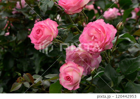 石橋文化センターのバラ園 120442953