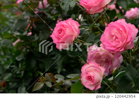 石橋文化センターのバラ園 石橋文化センターのバラ園 120442954