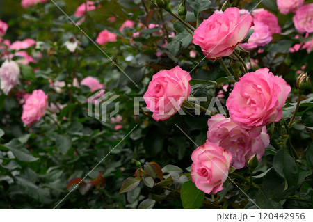 石橋文化センターのバラ園 120442956