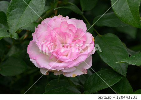 石橋文化センターのバラ園 120443233