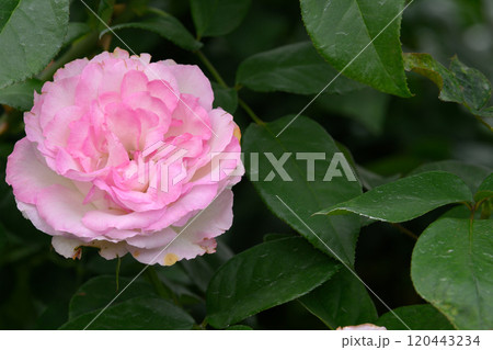 石橋文化センターのバラ園 120443234