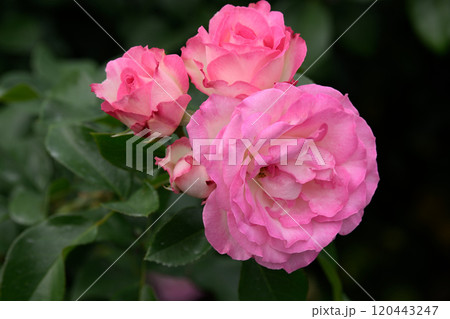 石橋文化センターのバラ園 120443247