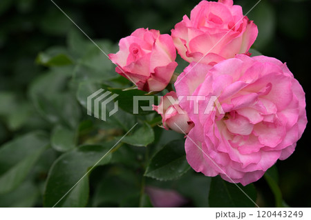 石橋文化センターのバラ園 石橋文化センターのバラ園 120443249