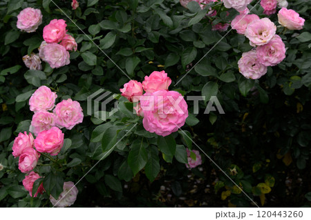 石橋文化センターのバラ園 石橋文化センターのバラ園 120443260