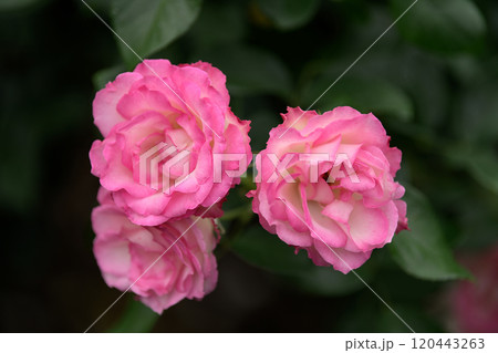 石橋文化センターのバラ園 120443263