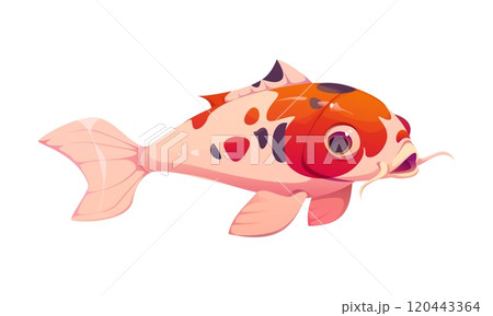 Koi fish Chinese lunar new year holiday character with distinct red, black or white markings, symbolizing luck, perseverance and success. Cartoon nishikigoi animal, traditional symbol of asian culture 120443364