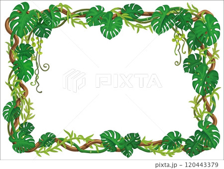 Tropical jungle forest frame with lianas and green monstera leaves, vector background. Jungle liana vine branches of ivy creeper plant with green hanging leaves for cartoon decoration background frame 120443379