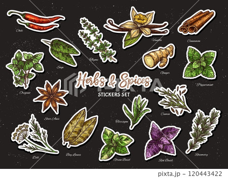 Stickers pack of seasonings, spices and herbs. Vector chili, sage, thyme and vanilla, cinnamon, ginger and peppermint. Oregano, star, anise, dill and bay leaves, basil or tarragon, cumin, rosemary Stickers pack of seasonings, spices and herbs. Vector chili, sage, thyme and vanilla, cinnamon, ginger and peppermint. Oregano, star, anise, dill and bay leaves, basil or tarragon, cumin, rosemary 120443422