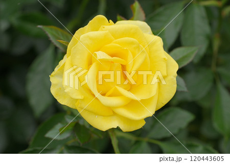 石橋文化センターのバラ園 石橋文化センターのバラ園 120443605