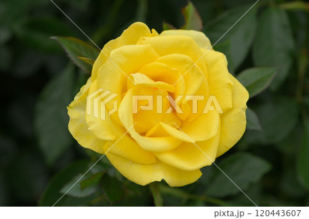 石橋文化センターのバラ園 石橋文化センターのバラ園 120443607