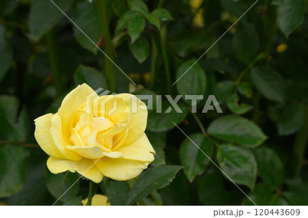 石橋文化センターのバラ園 120443609