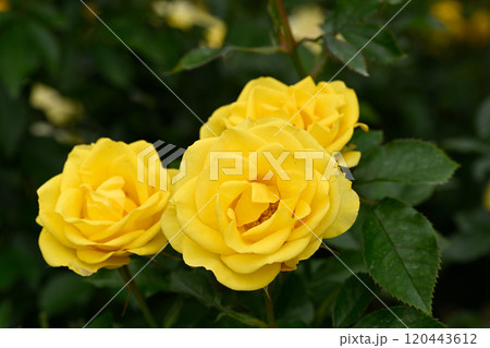 石橋文化センターのバラ園 120443612