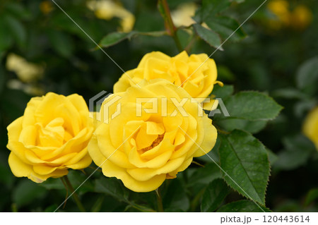 石橋文化センターのバラ園 石橋文化センターのバラ園 120443614