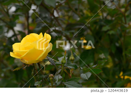 石橋文化センターのバラ園 120443619