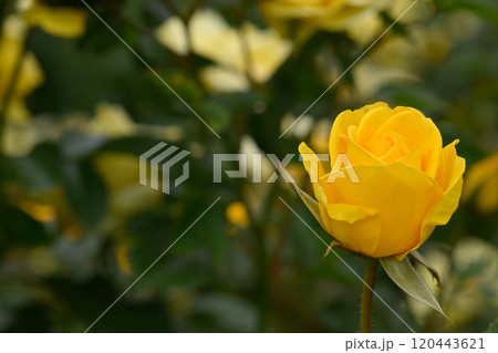 石橋文化センターのバラ園 120443621