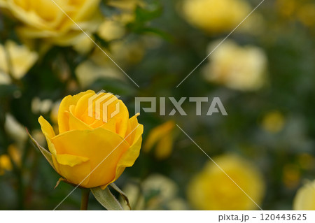 石橋文化センターのバラ園 石橋文化センターのバラ園 120443625