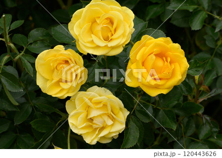 石橋文化センターのバラ園 石橋文化センターのバラ園 120443626