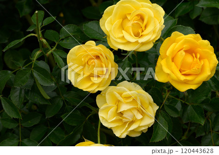 石橋文化センターのバラ園 120443628