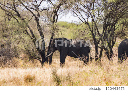 タンザニアのタランギレ国立公園のアフリカゾウ 120443673