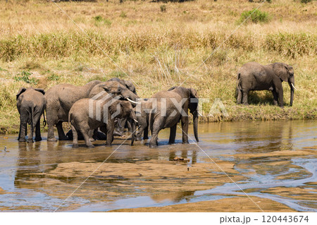タンザニアのタランギレ国立公園のアフリカゾウ 120443674