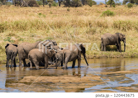 タンザニアのタランギレ国立公園のアフリカゾウ 120443675